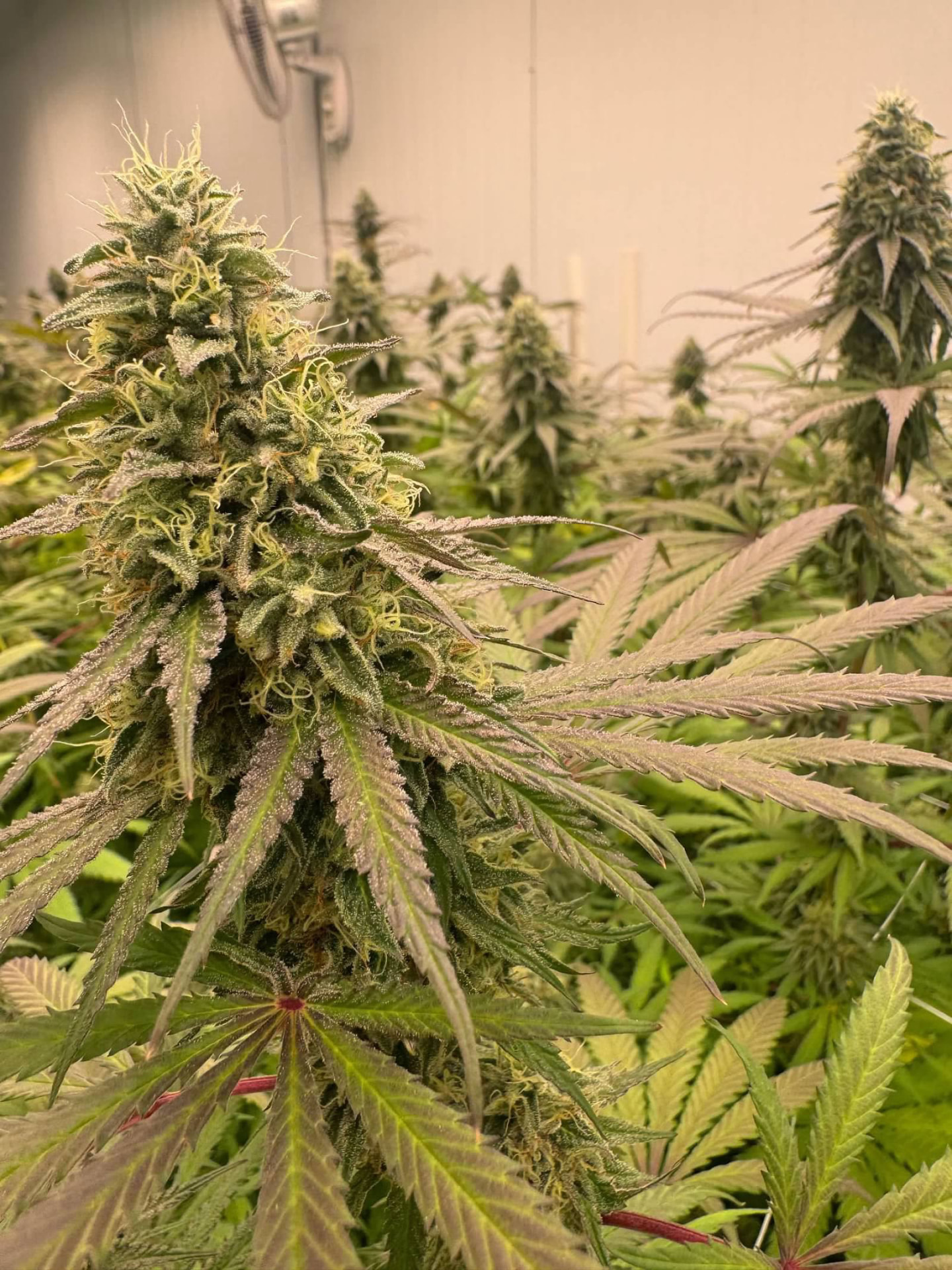 Frosted cannabis flower on the plant at Pitbull Acres, South Dakota